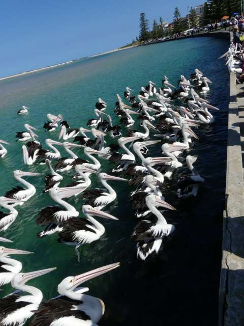 Many pelicans waiting in the water for their fish
