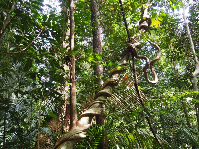 Dschungel Trekking – Kuala Trenggan nach Kuala Tahan
