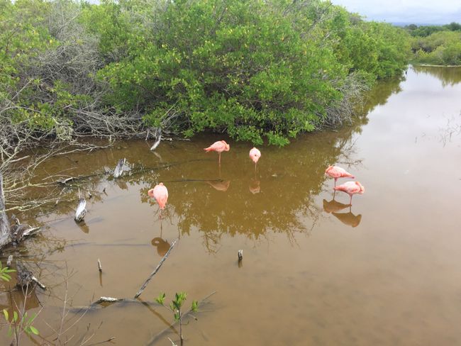 Flamingos ☺️