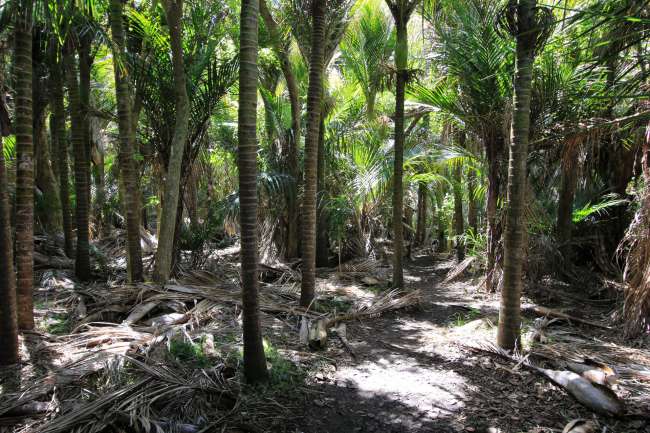 Ein Wald von Palmen