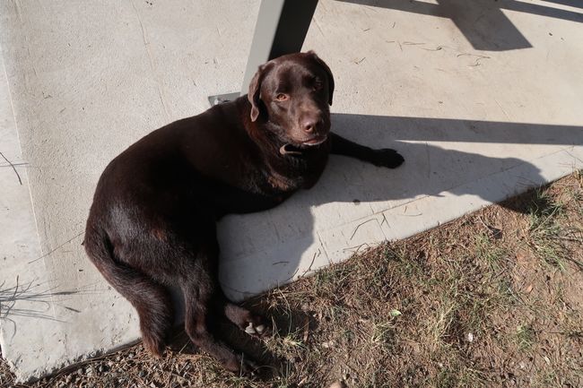 Nach drei Schüsseln Wasser und viel Kraulen und Streicheln haben wir sie leider zurück lassen müssen. Ihr Name: Harvey!