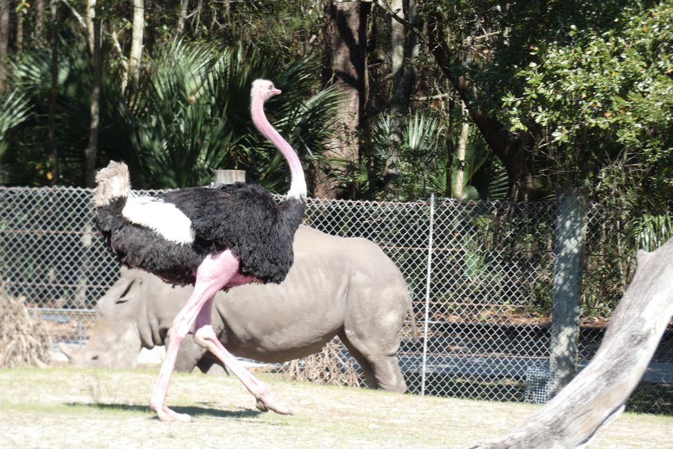 Kebun Binatang Jacksonville