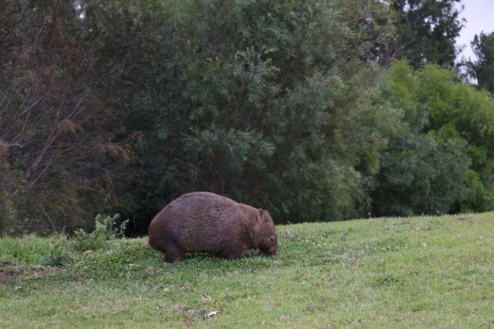 yes, Wombat