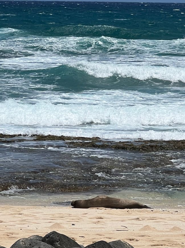 Monk seal sun bathing