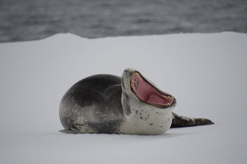 Antarctica - Amundsen Sea - Leopard Seal