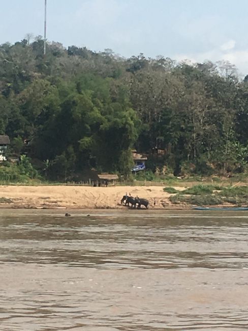 Elefanten am Mekong