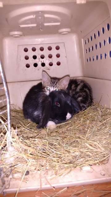 Ich hatte heute die Idee, Kitty und Bunny  zusammen zu lassen, damit sie nicht so alleine sind. Und nun sind sie beste Freunde geworden....sie schlafen zusammen und manchmal spielen sie fangen.