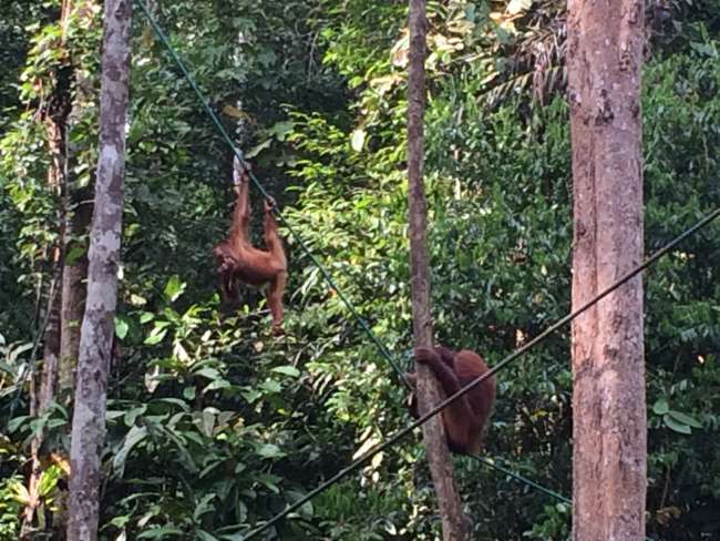 Orangutan mother with her child during feeding time in Semmengoh