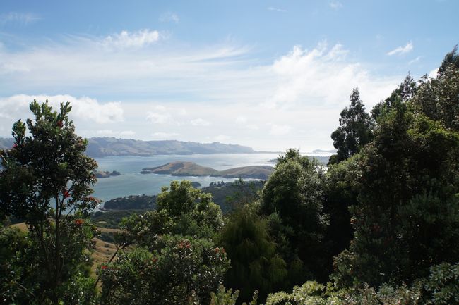 Aussicht auf die Otago Bucht