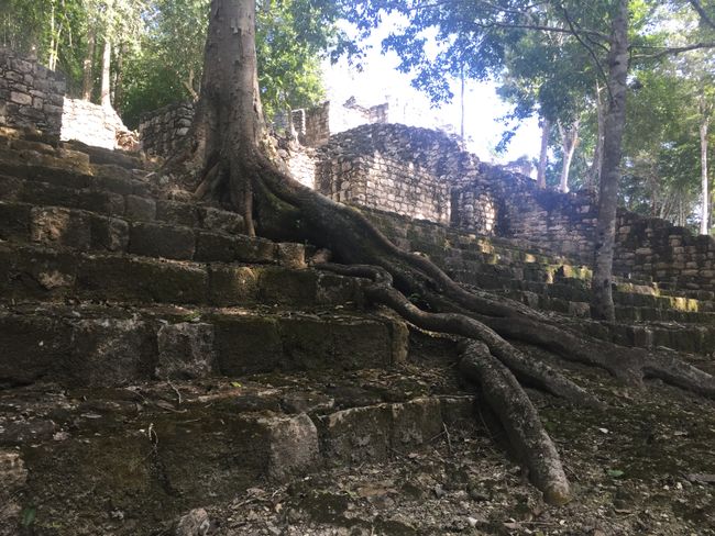 The city of Calakmul sunk in the jungle