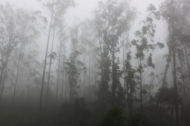 Mystical foggy forest train ride Ella - Kandy
