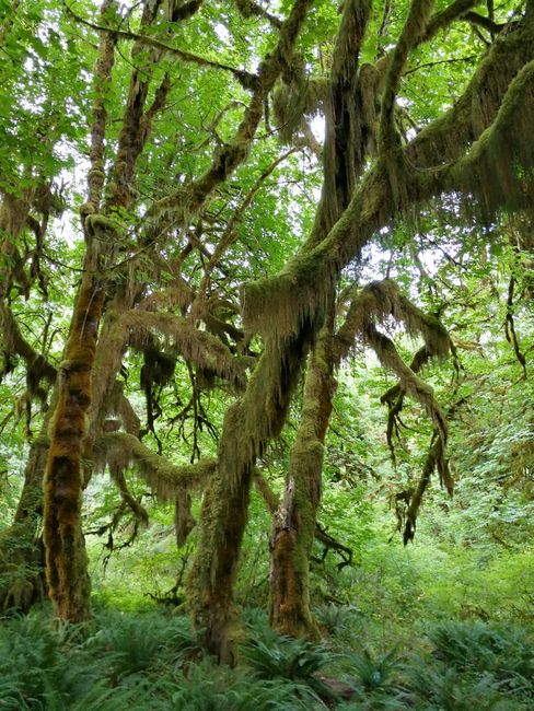 The perfect setting for a horror movie, Hoh Rain Forest