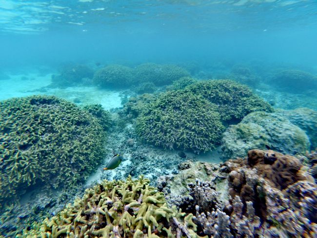 Unterwasserwelt von Malapascua entdecken