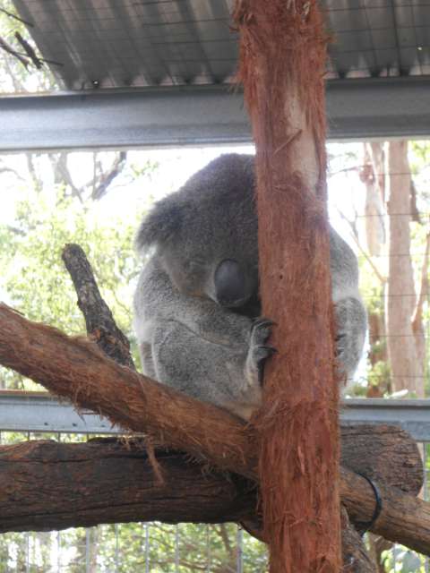 Tracking the koala