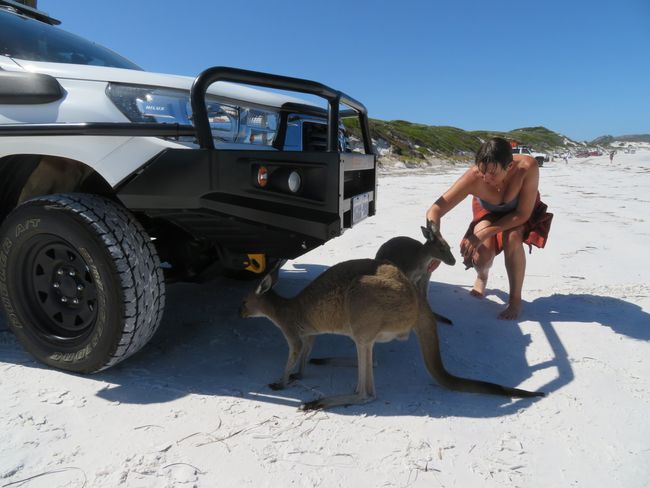Kangaroo petting on the beach