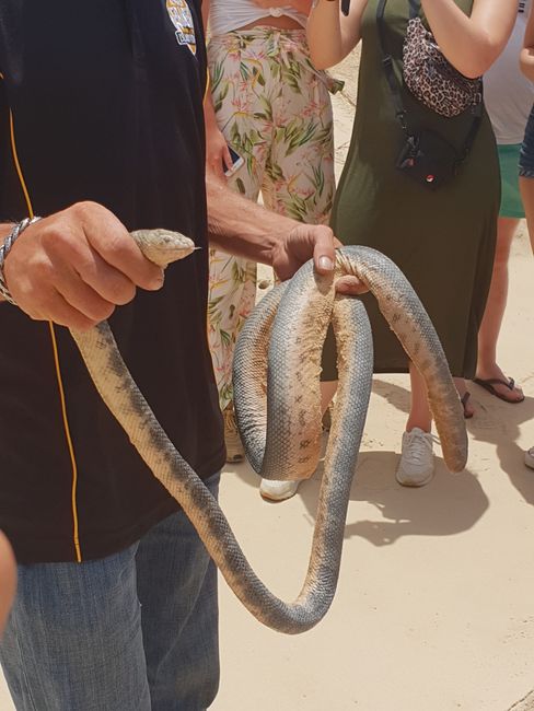 Found a sea snake on the beach