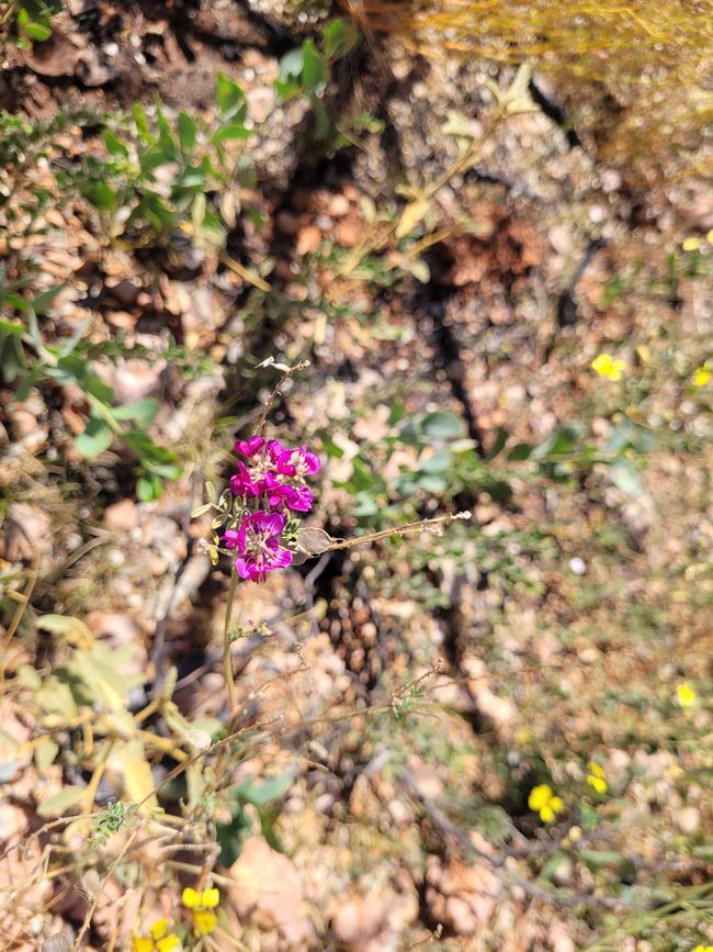 Wildflowers at Badjirrajirra Trail