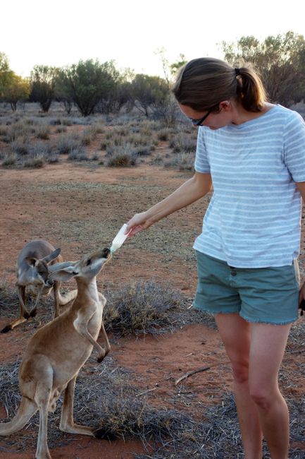 At the kangaroo sanctuary