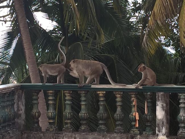 Monkeys on the terrace