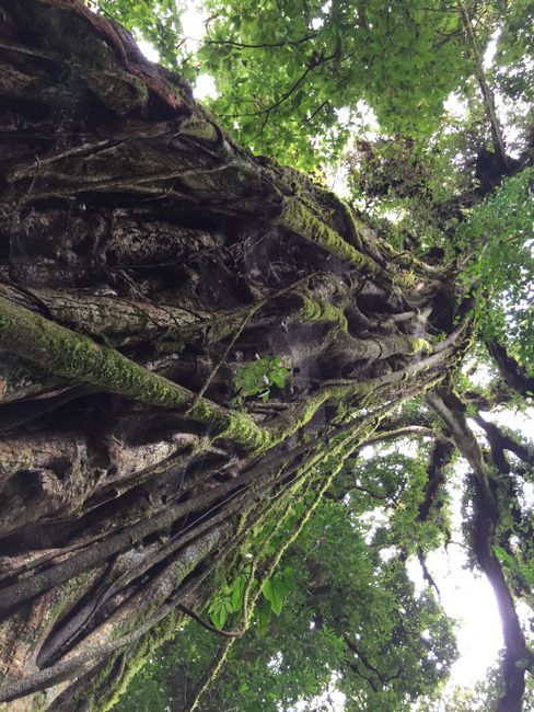 Ein hunderte Jahre alter Baum