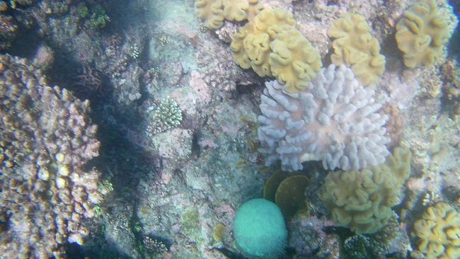 Das Tor zum Great Barrier Reef: Cairns