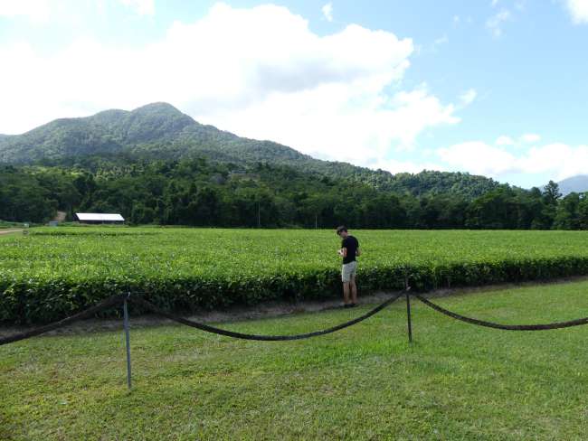 The tea fields of the Daintree Tea Company