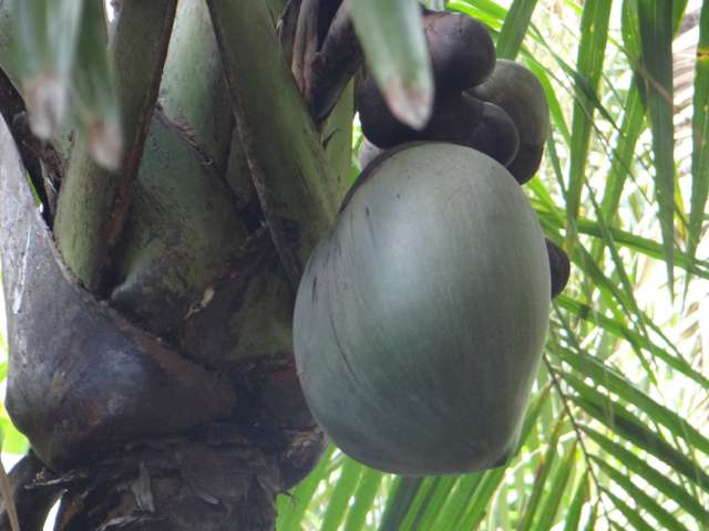 Coco de Mer - Coconut