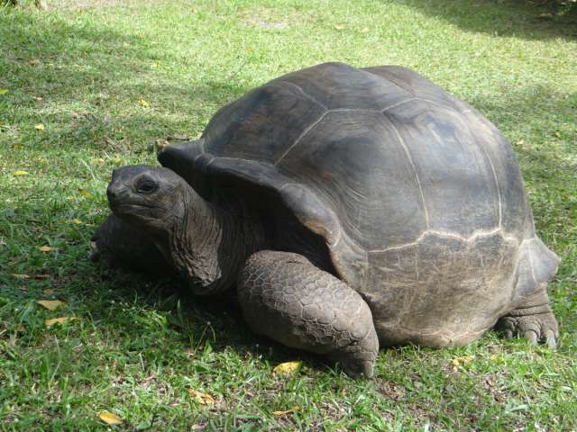 Riesenlandschildkröte Seychellen