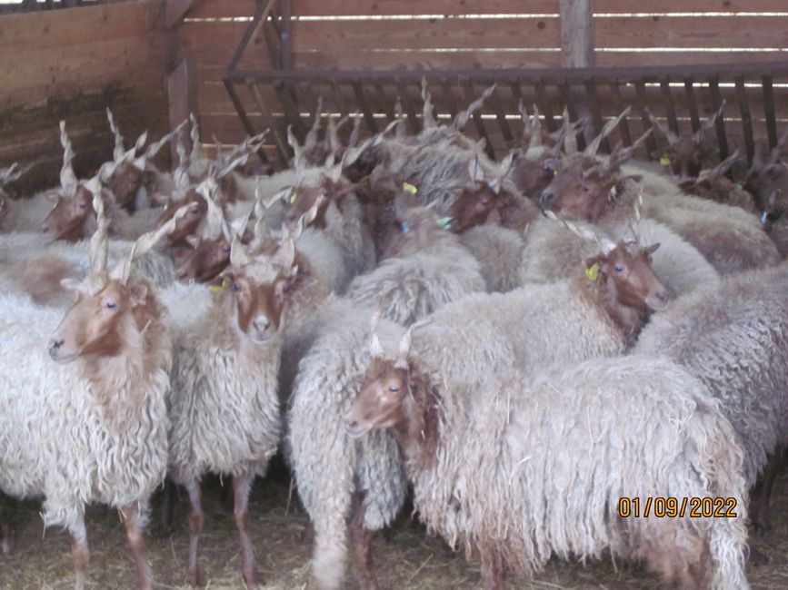 ungarische Schafe