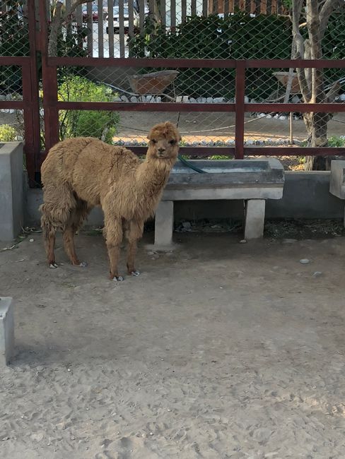 First alpaca 