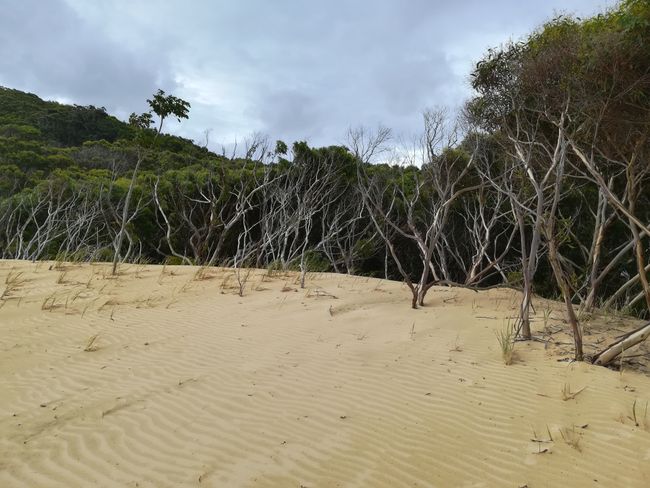 Fraser Island - Hervey Bay