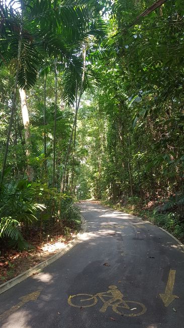 Jungle Trail