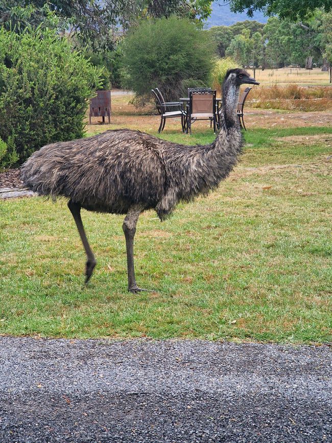 wilde Emus, denen es hier gefällt
