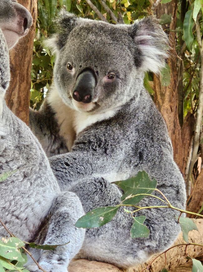 About kangaroos and koalas