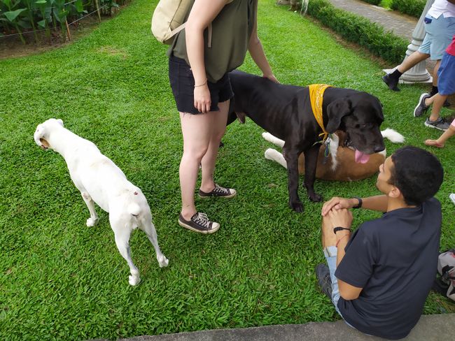 Der nette Kerl der mit seinen Hunden von den USA nach Argentinien reist / Janina im Hundeparadies