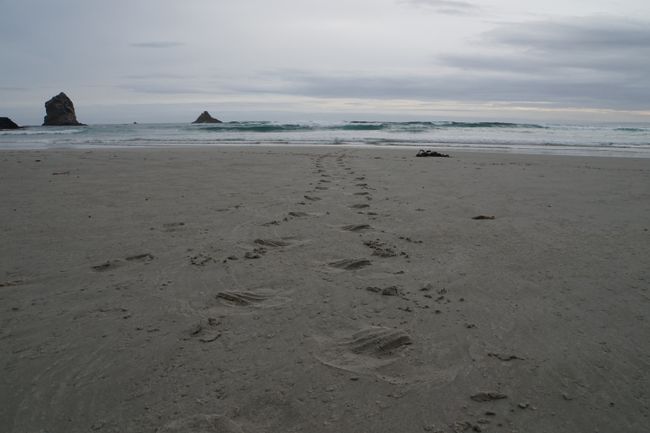 Seelöwenspuren im Sand