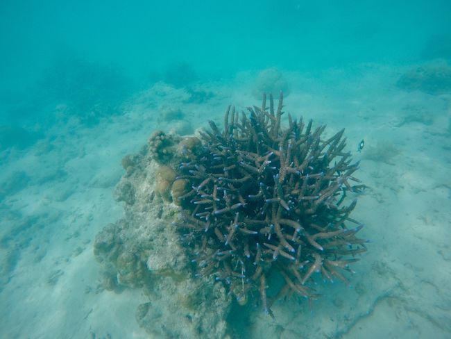 Nigngaloo Reef Unterwasser