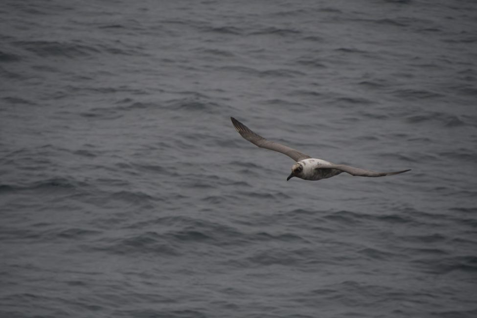 Graumantel-Albatros