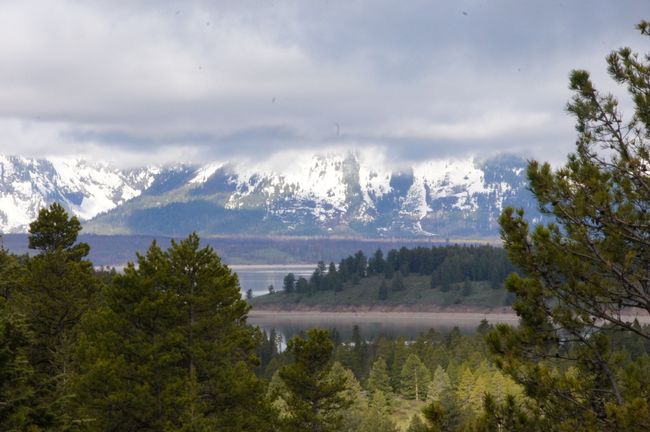 Elk, Adler, Pelicans & Sun - Dream Day in Grand Teton