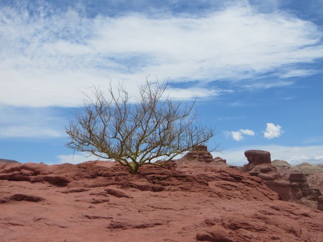Salta, Cafayate und die Regenbogenfelsen
