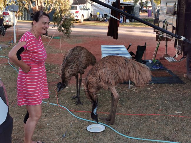 What do emus actually eat most?