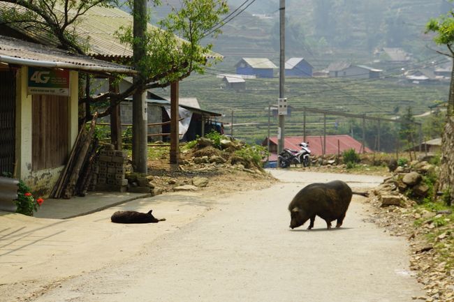 Schweinchen auf dem Weg