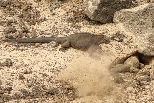 Iguanas bei der Arbeit. Da fliegt der Sand nur so durch die Gegend. 
