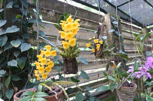 Im Orchideengarten 