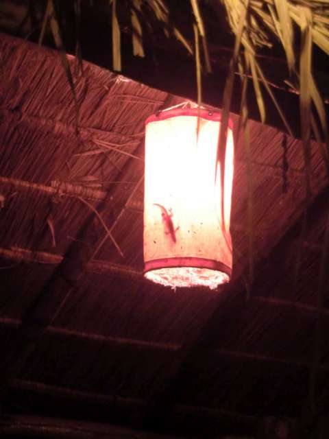 hier wohnt der Gecko :-)