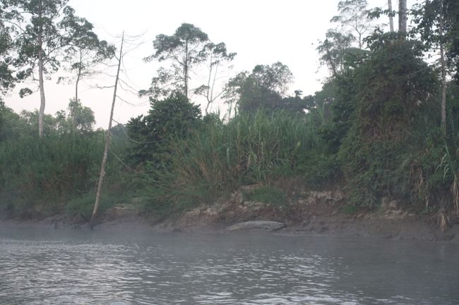 Kinabatang River (Borneo Part 2)