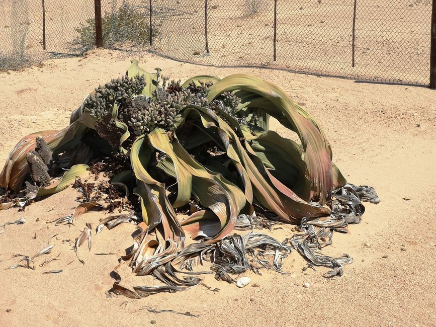 Welwitschia Drive