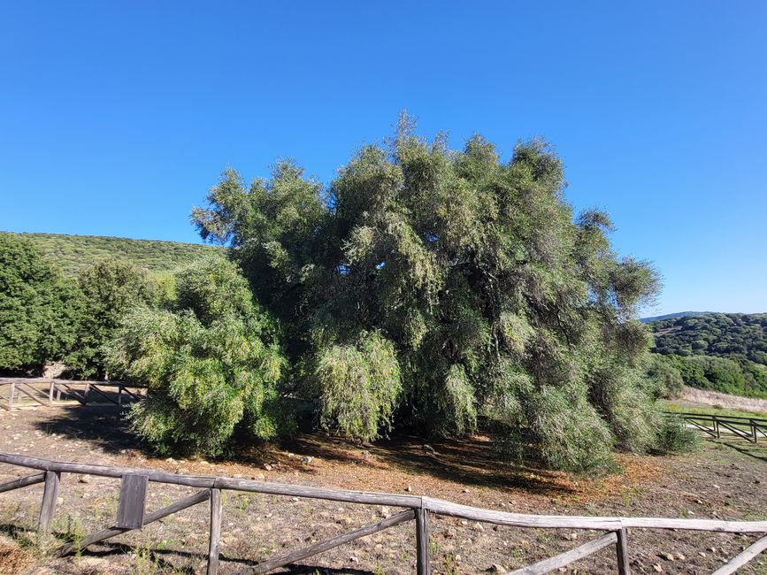 Olive trees with a view, mountain village and hike with a crazy local resident