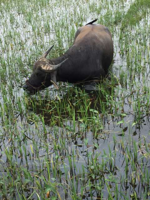Water buffalo 
