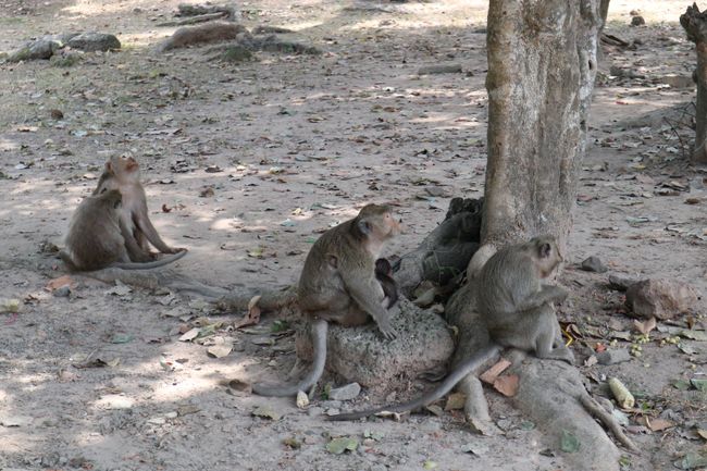A few monkeys in front of Bayon.